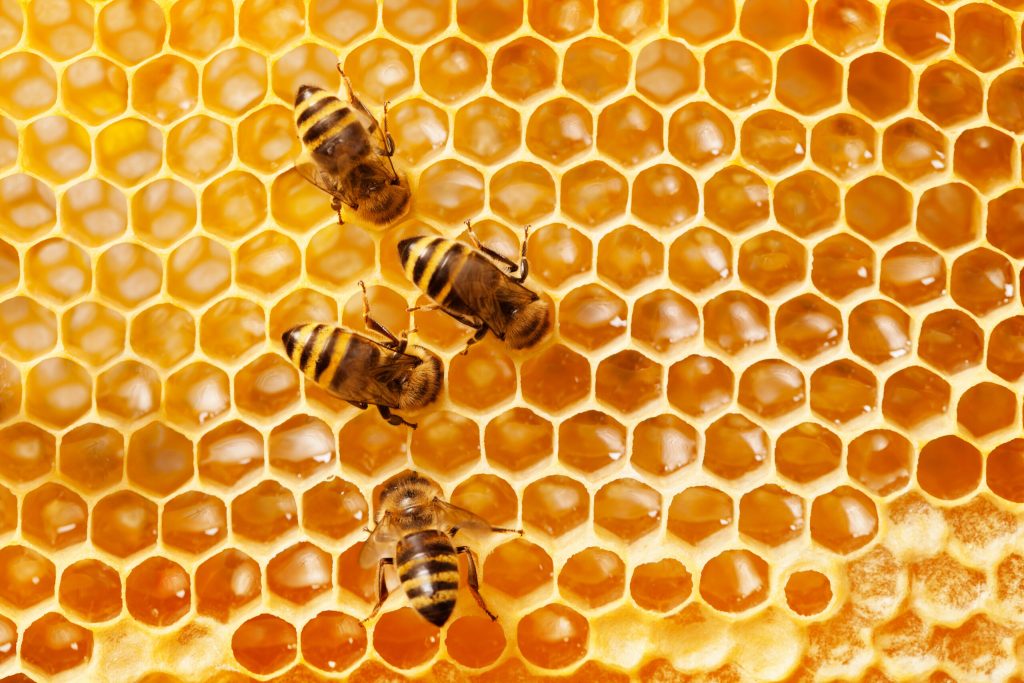 زنبورداری هوشمند با اینترنت اشیا